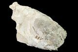 Bargain, Fossil Oreodont (Merycoidodon) Skull - Wyoming #169157-3